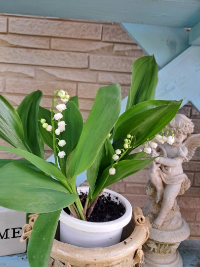 すずらんの花