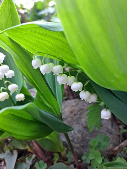 すずらんの花