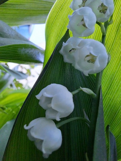 すずらんの花