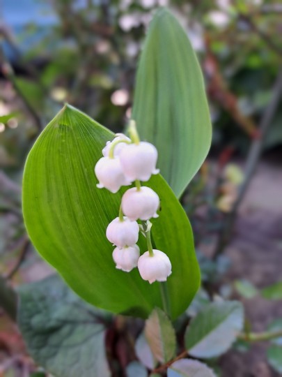 すずらんの花