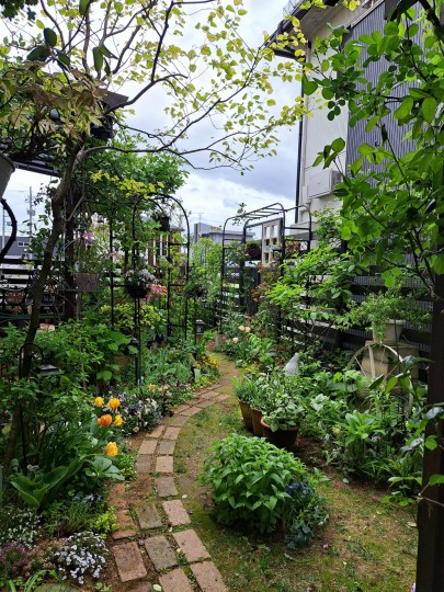 雨の庭