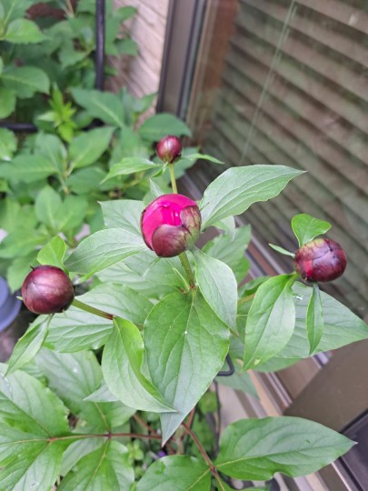 芍薬の蕾