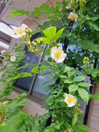 フロント花壇に咲くノイバラ