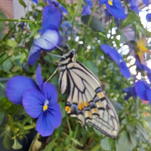 ナミアゲハチョウ