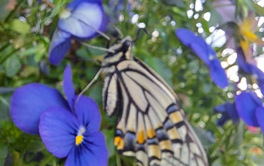 ナミアゲハチョウ