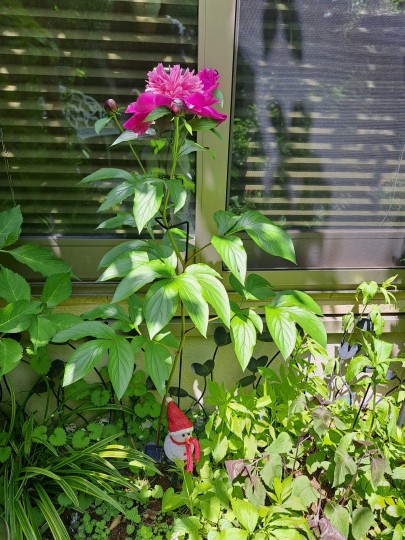 和室前で咲く芍薬