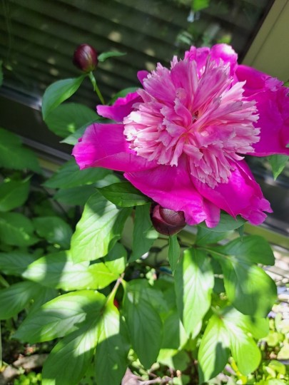 芍薬の花
