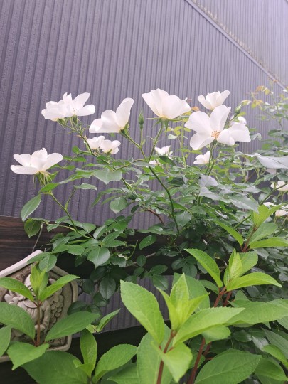 ５月の庭/バラフラウホレ