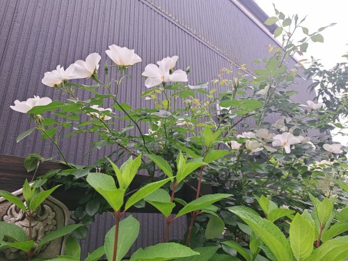 ５月の庭/バラ・フラウホレ