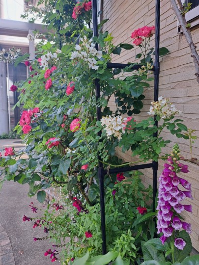 フロント花壇