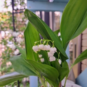 すずらんの花