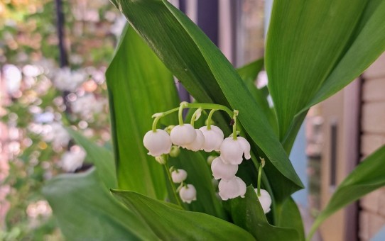 すずらんの花