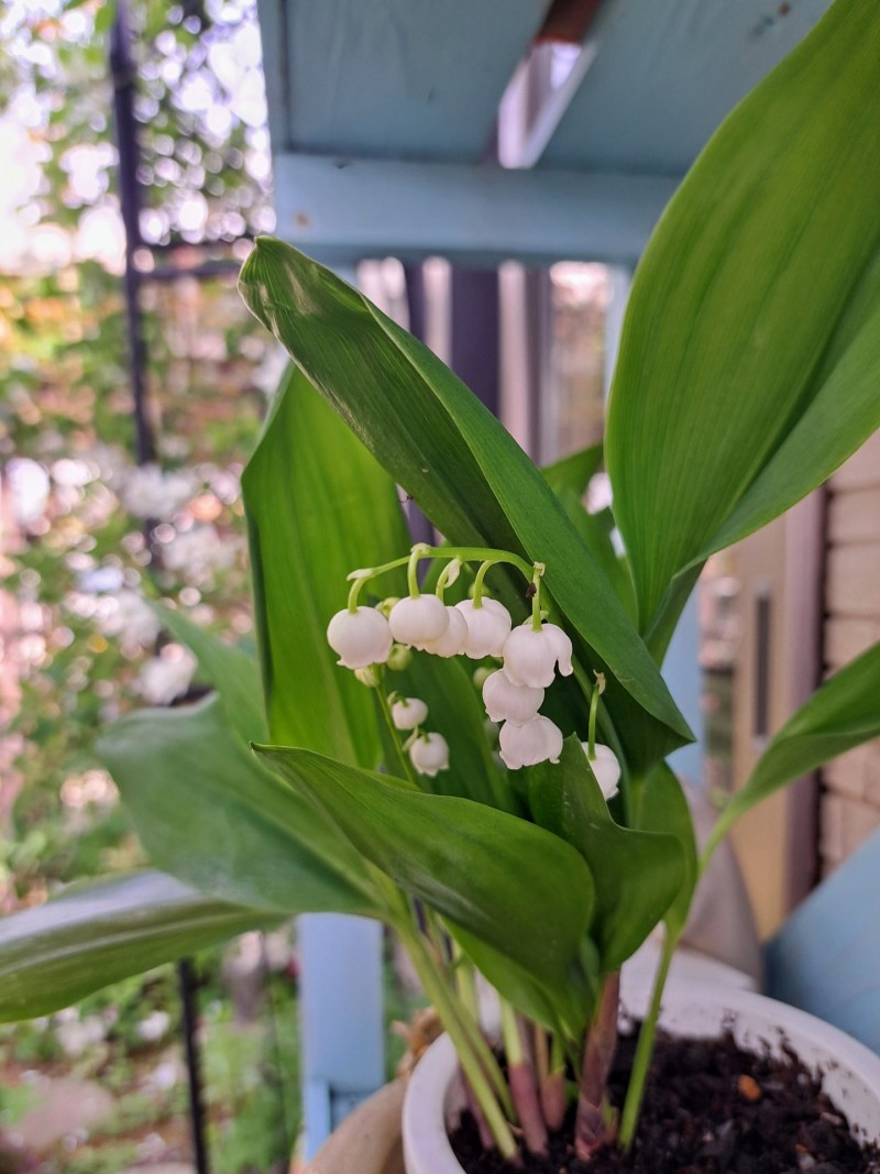 すずらんの花