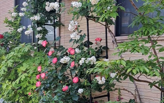 フロント花壇/名無しのバラ