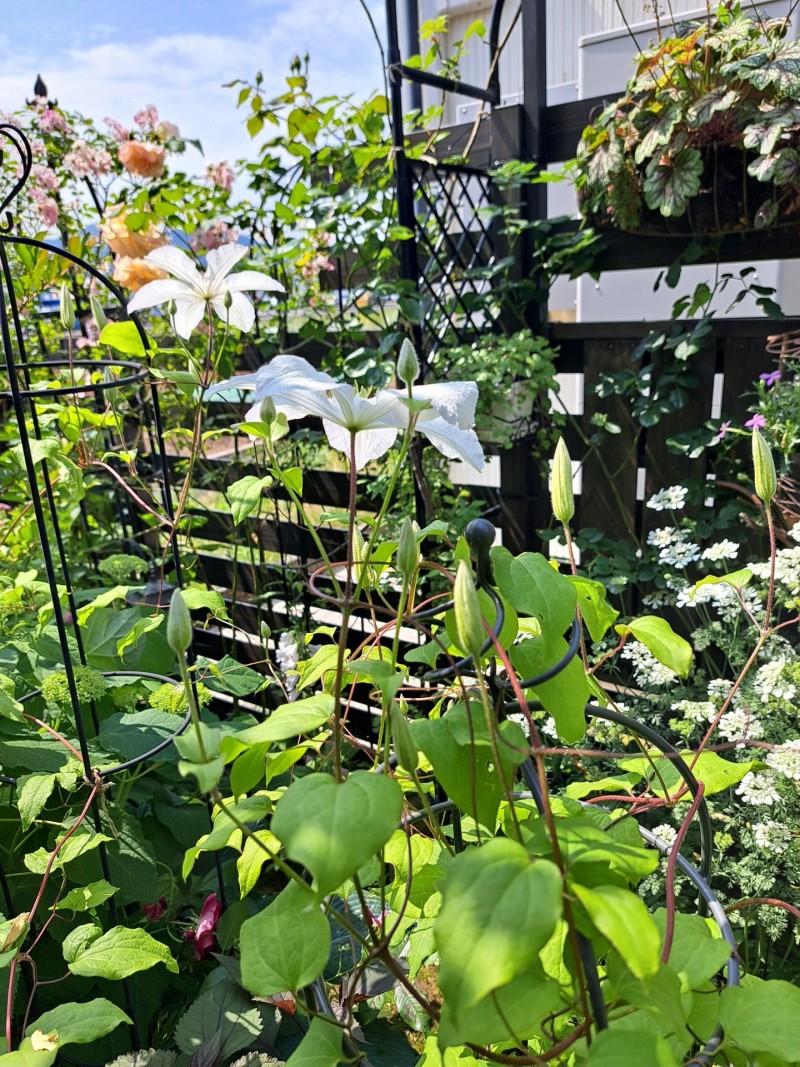 今朝の庭