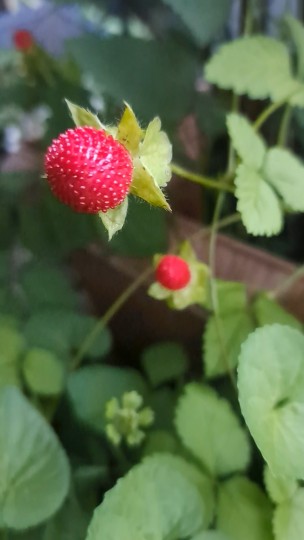 ヘビイチゴ