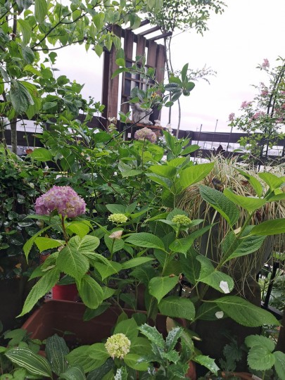 紫陽花