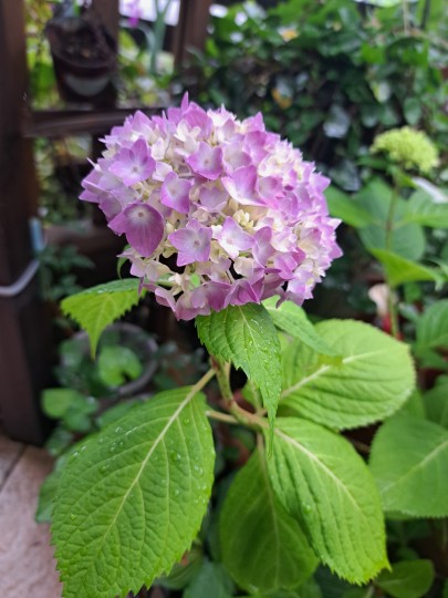 紫陽花