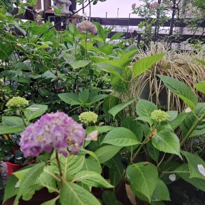 紫陽花/　アイキヤッチ