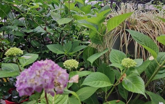 紫陽花/　アイキヤッチ