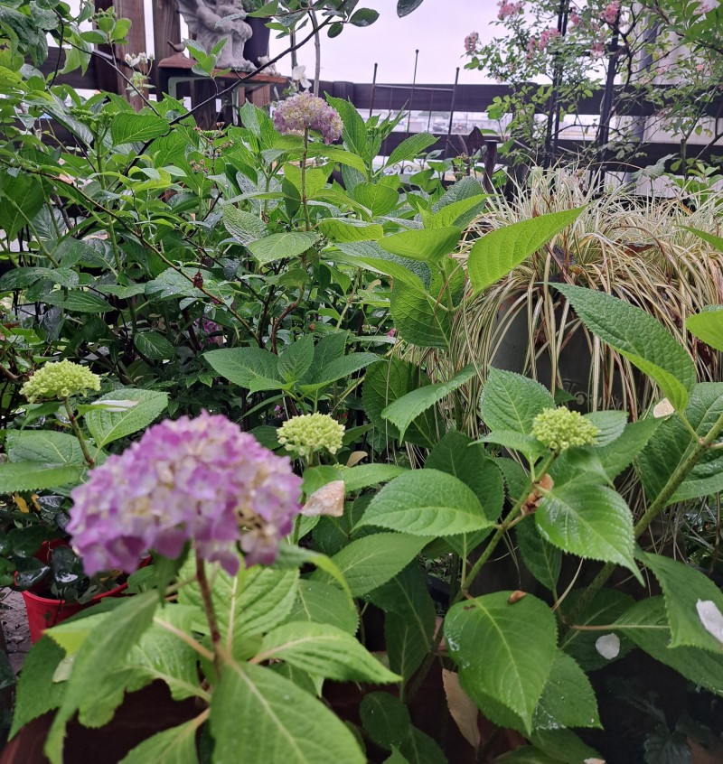 紫陽花/　アイキヤッチ