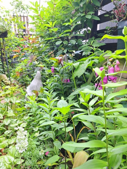 6月の庭