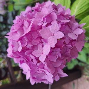 紫陽花デイープパープル