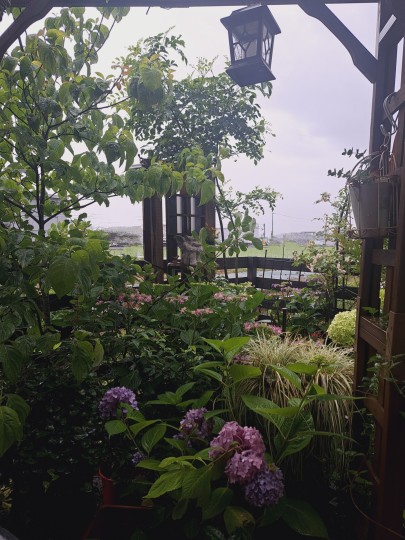 ６月の庭/紫陽花の季節