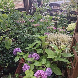 紫陽花の季節/ディープパープル