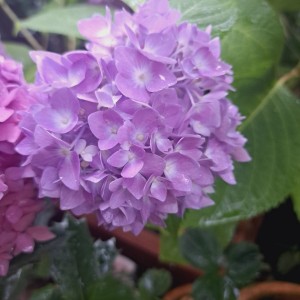加茂交配紫陽花・ディープパープル