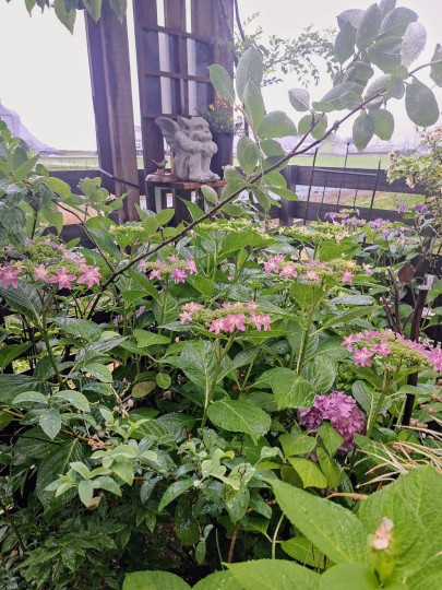 紫陽花の季節