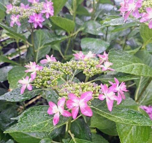紫陽花ダンスパーティー