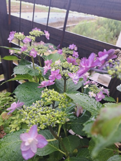 加茂交配の紫陽花・小町