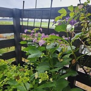 加茂交配の紫陽花・小町