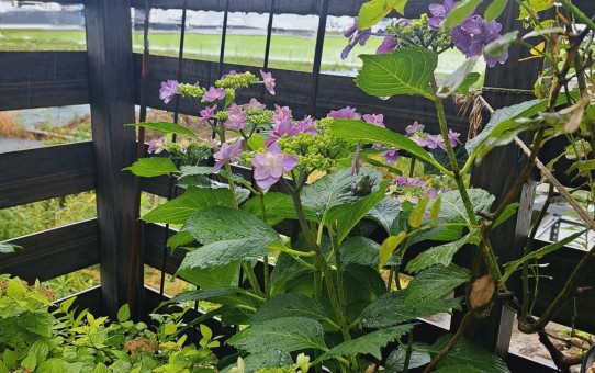 加茂交配の紫陽花・小町