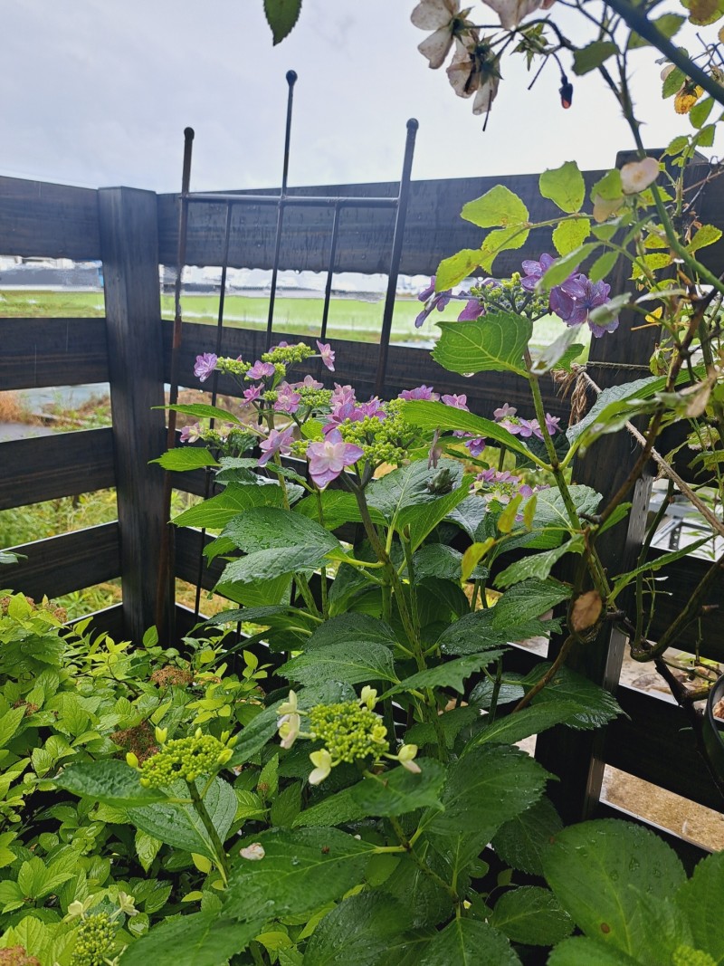 加茂交配の紫陽花・小町