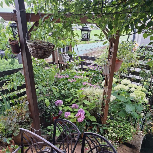 紫陽花の咲く庭