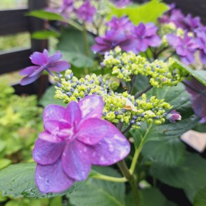 紫陽花・小町
