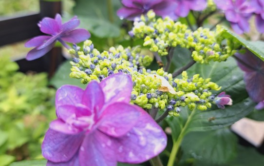 紫陽花・小町