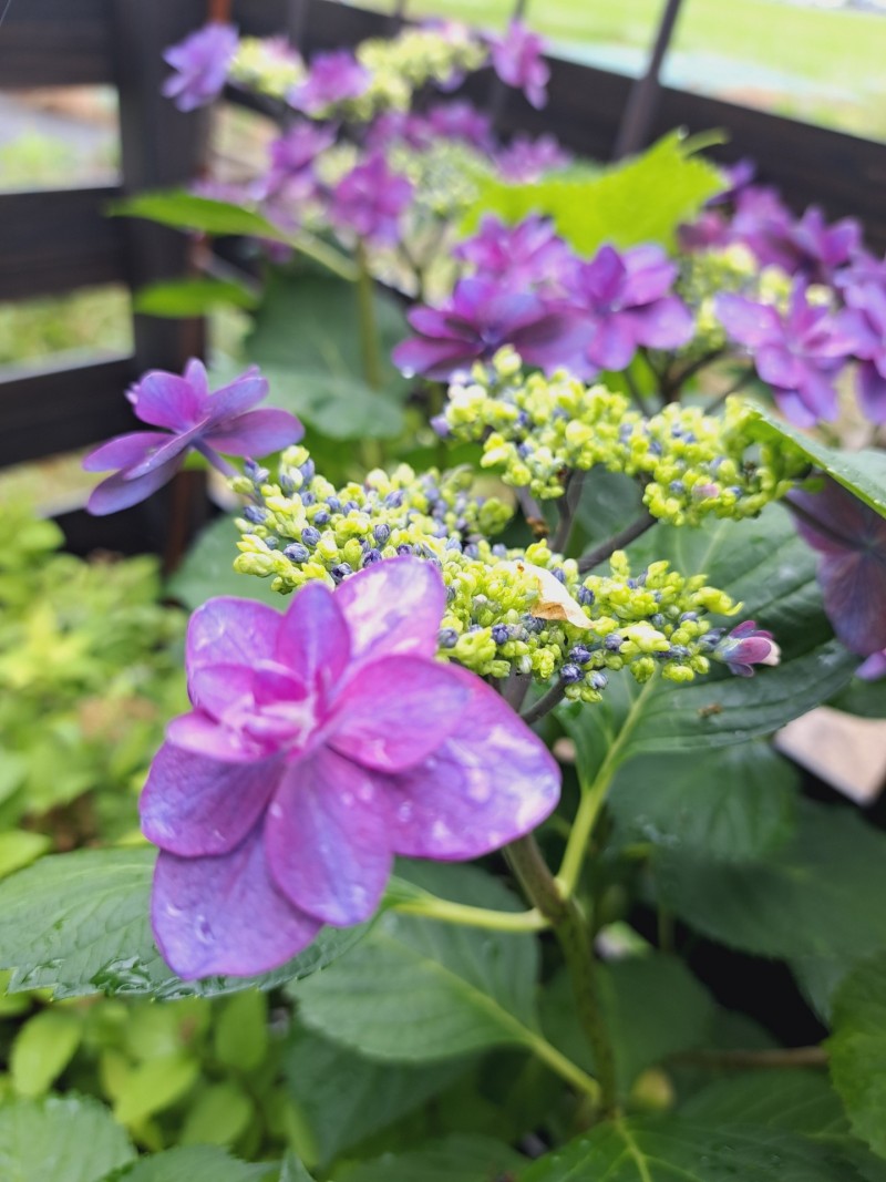 紫陽花・小町