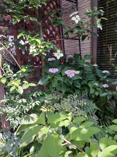 加茂交配の紫陽花・初恋と常緑ヤマボウシ