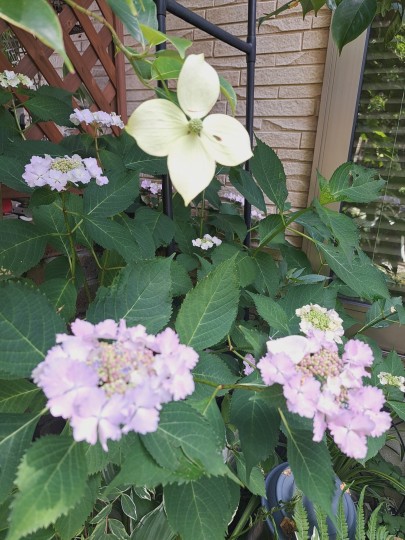 加茂交配の紫陽花・初恋