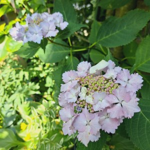 加茂交配の紫陽花・初恋