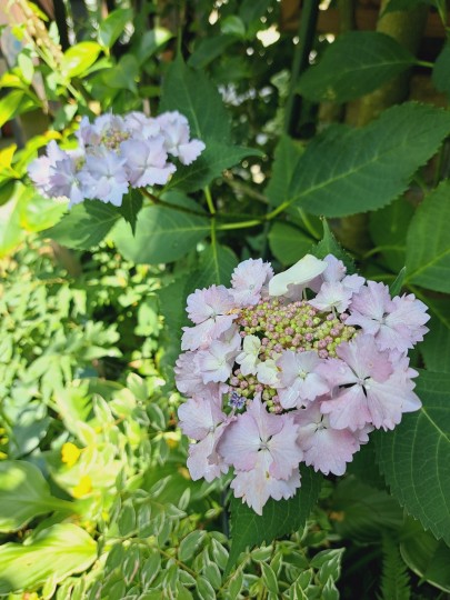 加茂交配の紫陽花・初恋