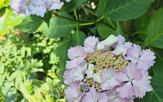 加茂交配の紫陽花・初恋