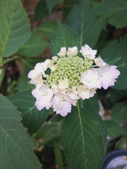 加茂交配の紫陽花・初恋