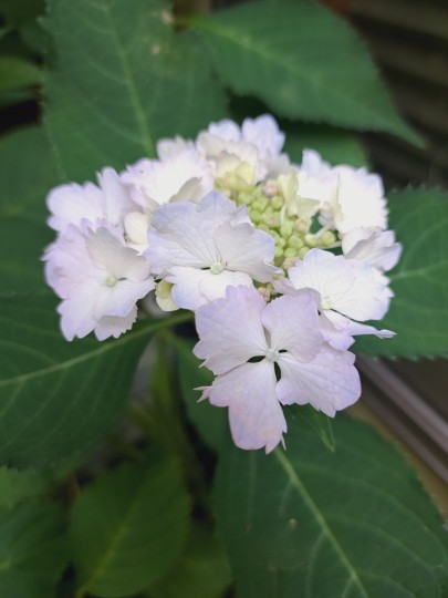 加茂交配の紫陽花・初恋