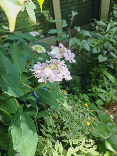 加茂交配の紫陽花・初恋