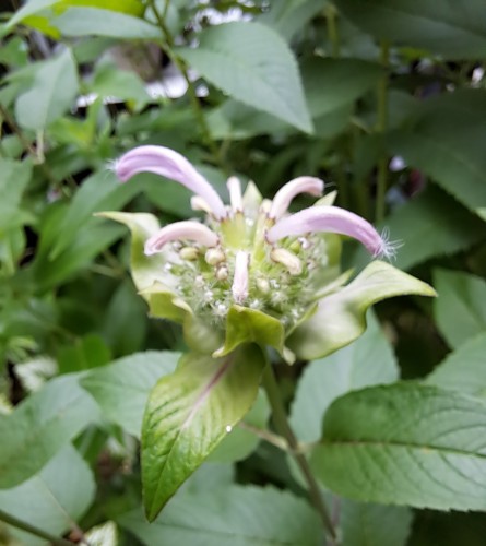 モナルダの蕾