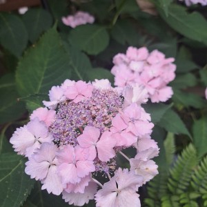 加茂交配の紫陽花・初恋